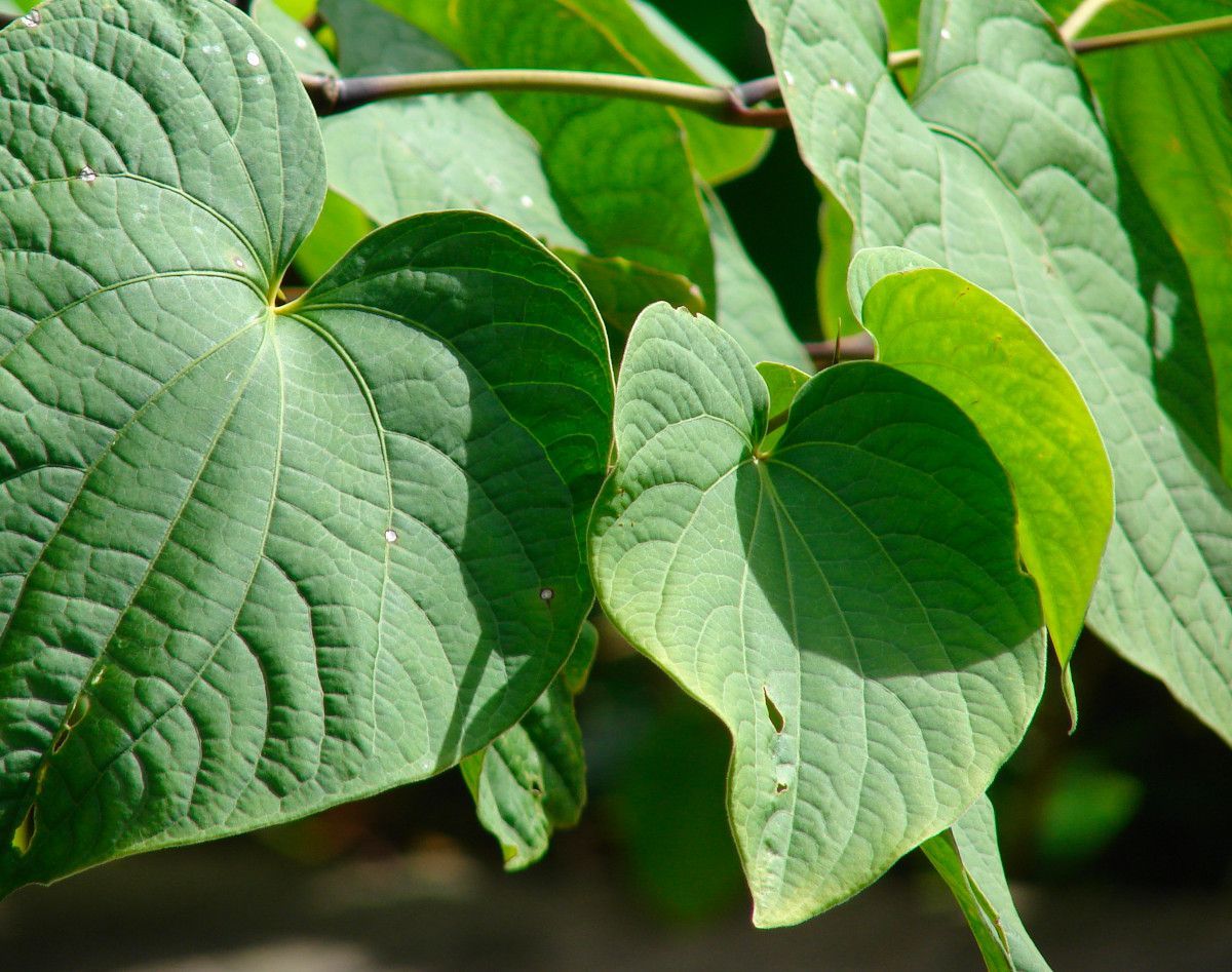 ¿Conoces la kava kava?